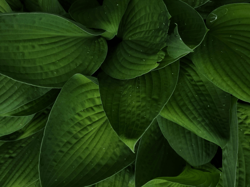 leaves