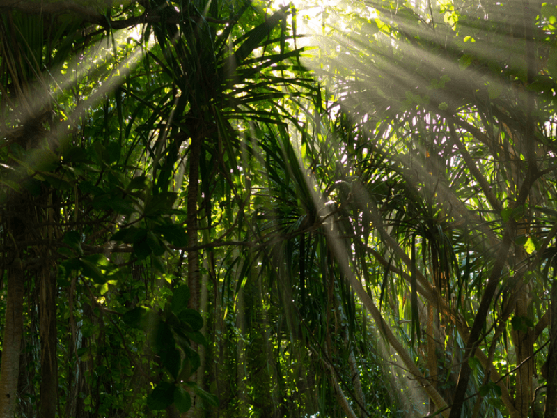 Nature