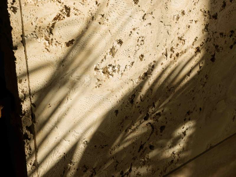 palm leaf shadow on wall
