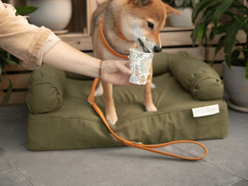 Dog eating a puppucino