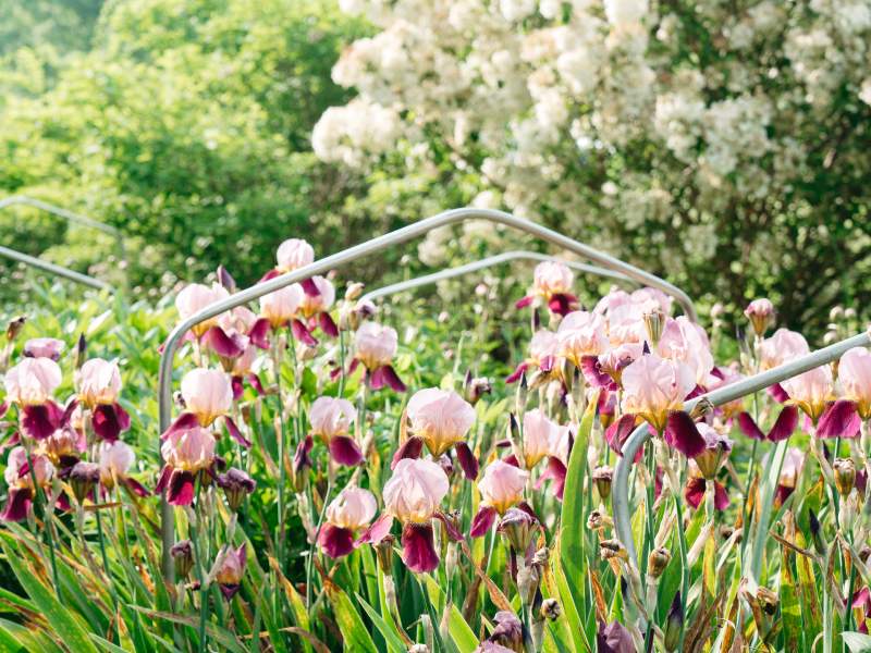 A bush of different wild flowers