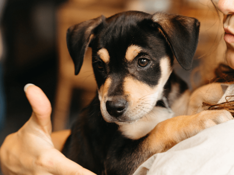 Puppy Being Held