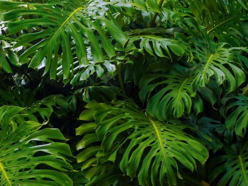 Monstera Leaves