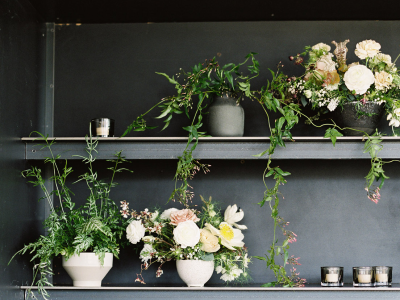 plants on a shelf