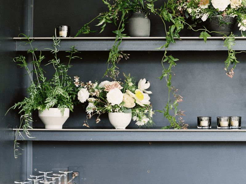 plants on a shelf