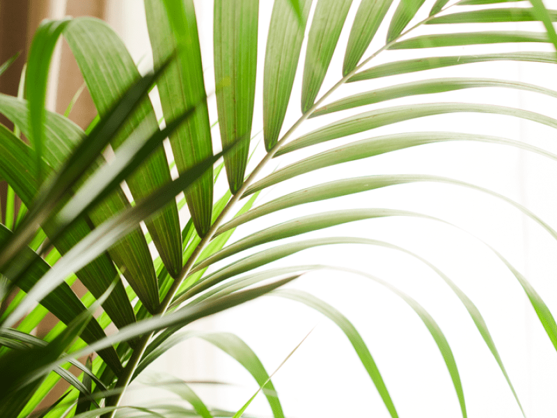 Plant leaf