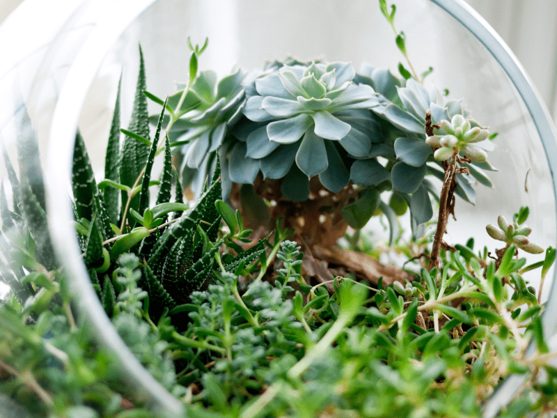 Terrarium Workshop with Botanical Boys
