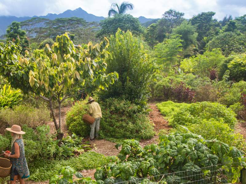 Kauai Farmacy Gardens 2