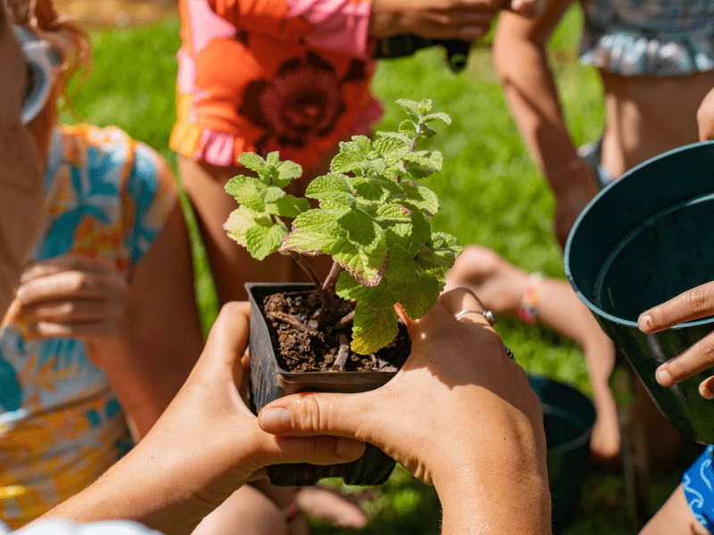 Seedlings Workshop