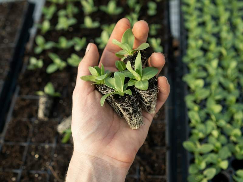 Hand holding pot with plants