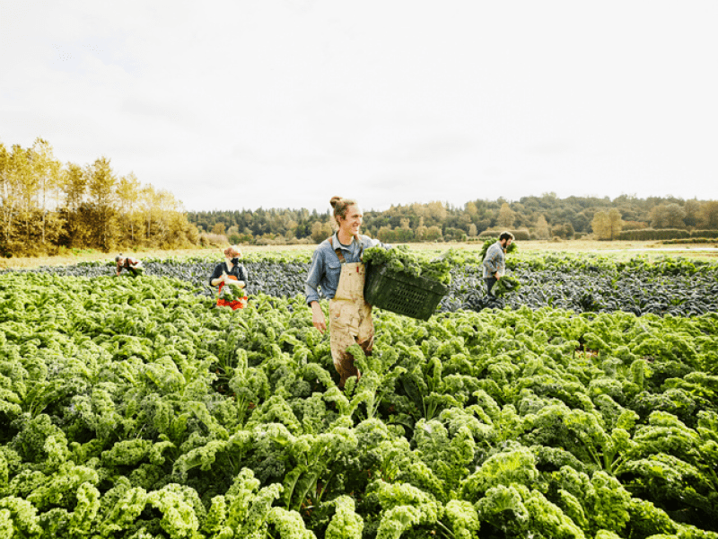 Farming