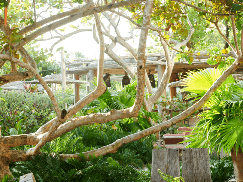 Chairs around a table under a tree