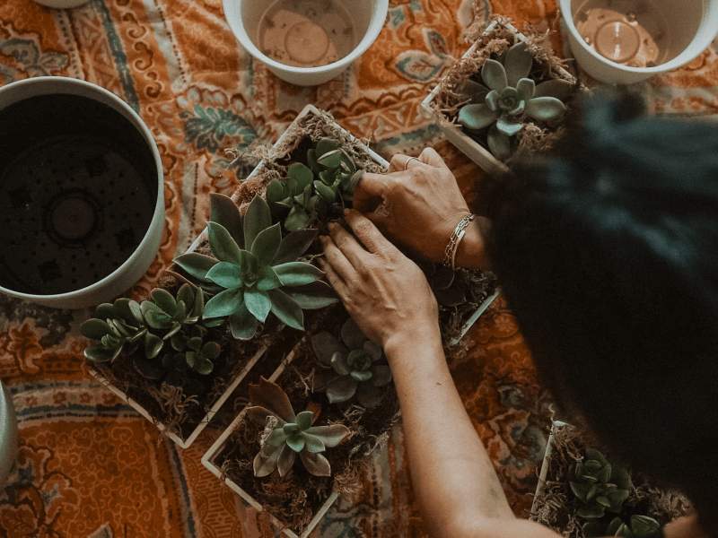 プランティング