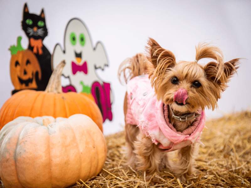 Halloween Costume