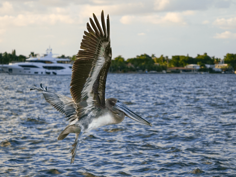 Brown pelican