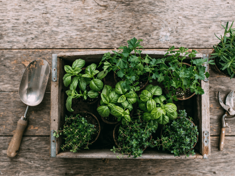 Basket of herbs on a table with snips and shovel