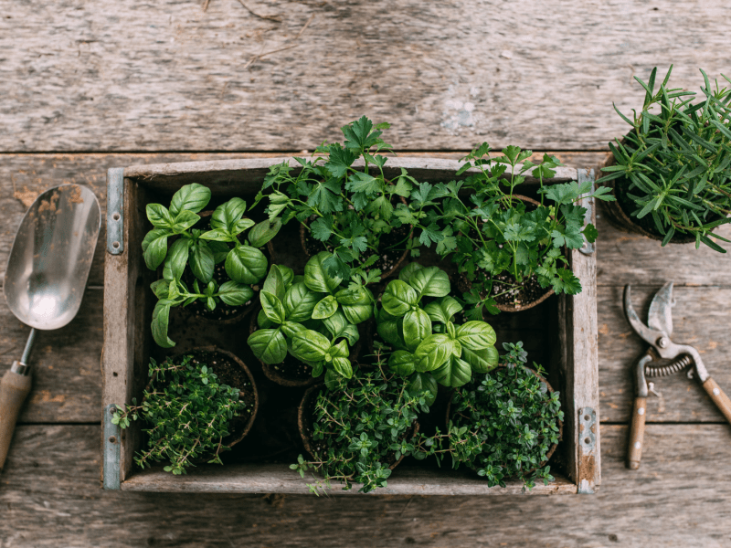 Basket of herbs on a table with snips and shovel