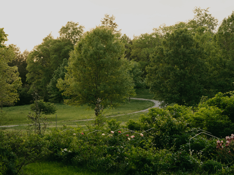 A lush green garden with manicured walking path and tall trees 