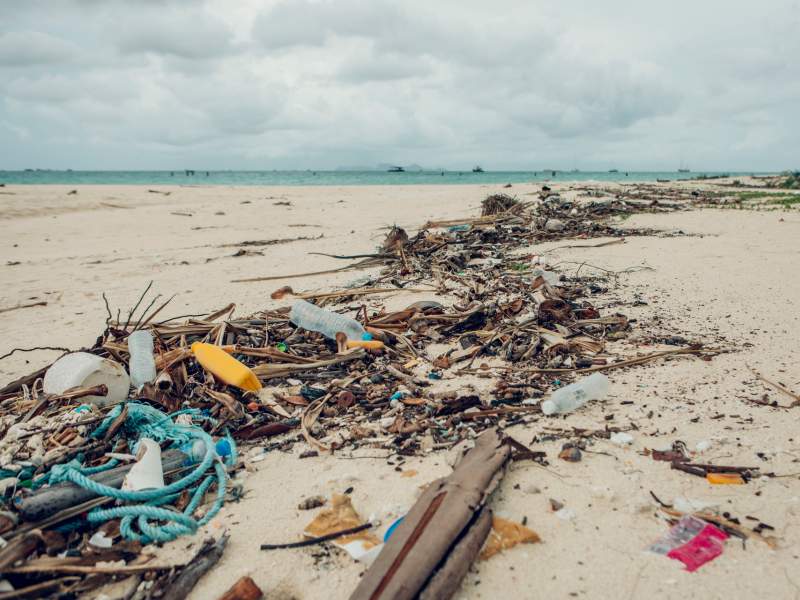 A beach with a line of driftwood