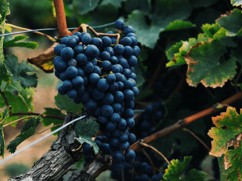 Grapes