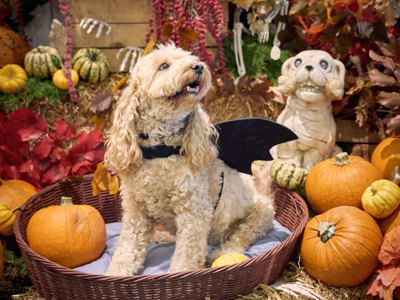 halloween dog