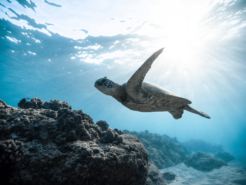 Sea turtle in ocean