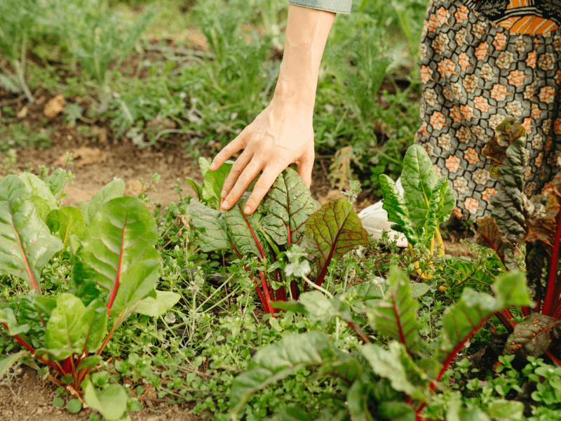 Woman tending to garden 