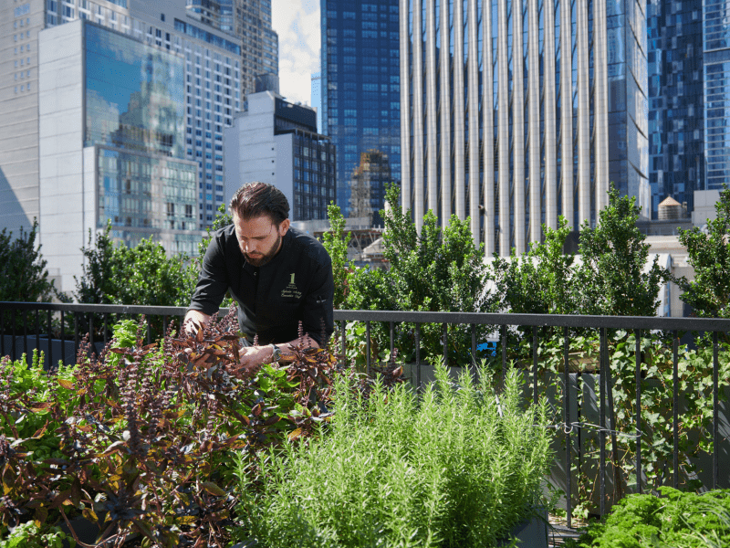 Herb Garden