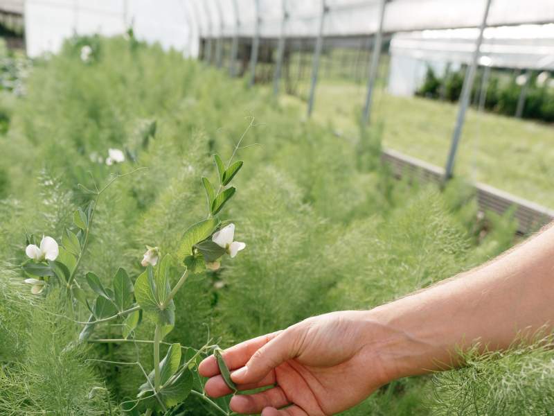 a person touching plants