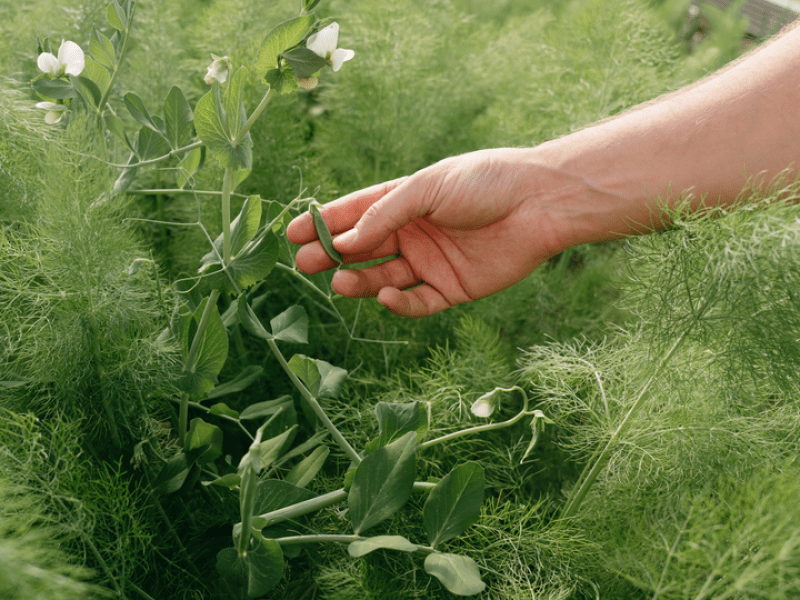 a person touching plants