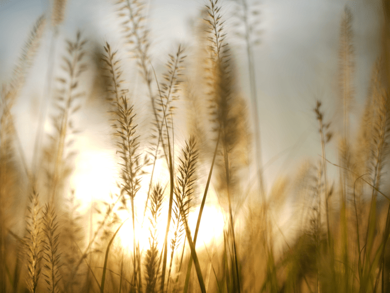 Rays of sunlight shine through stalks of wheat