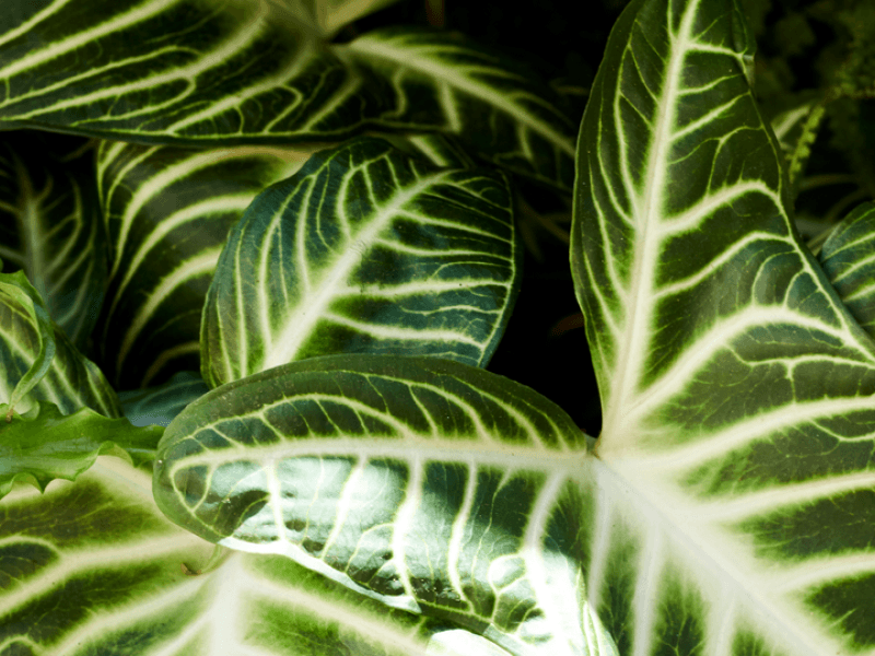 Plants