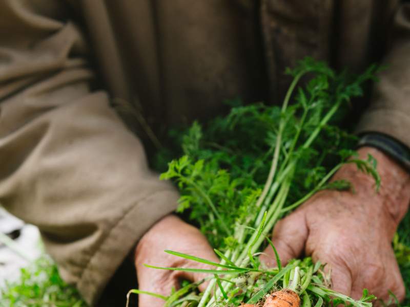 Person holding a stack of fresh from the ground carrots