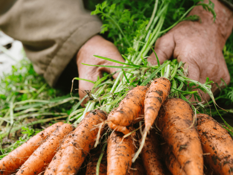 Person holding a stack of fresh from the ground carrots