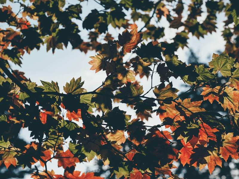 Bladene skifter farve om efteråret