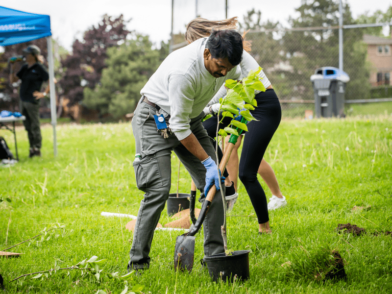 People digging in a field, planting trees