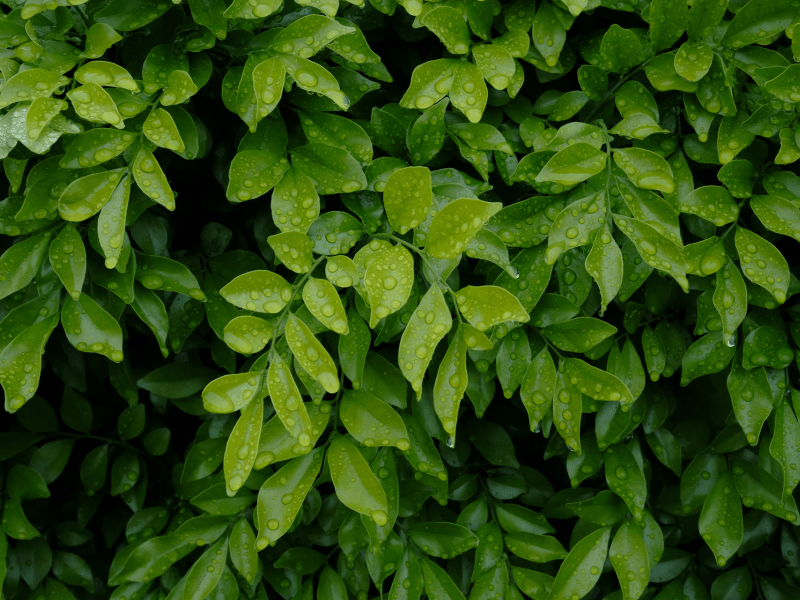 Leaves