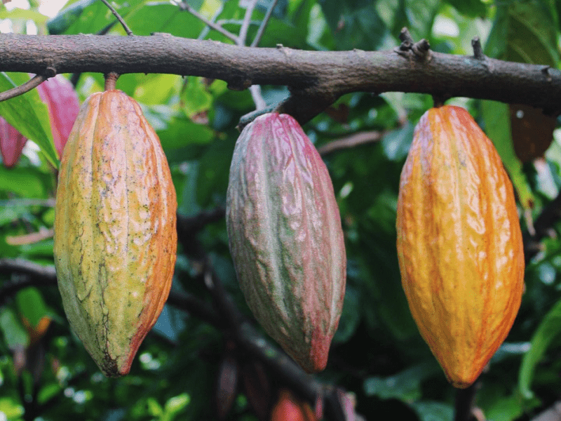 Cacao pods