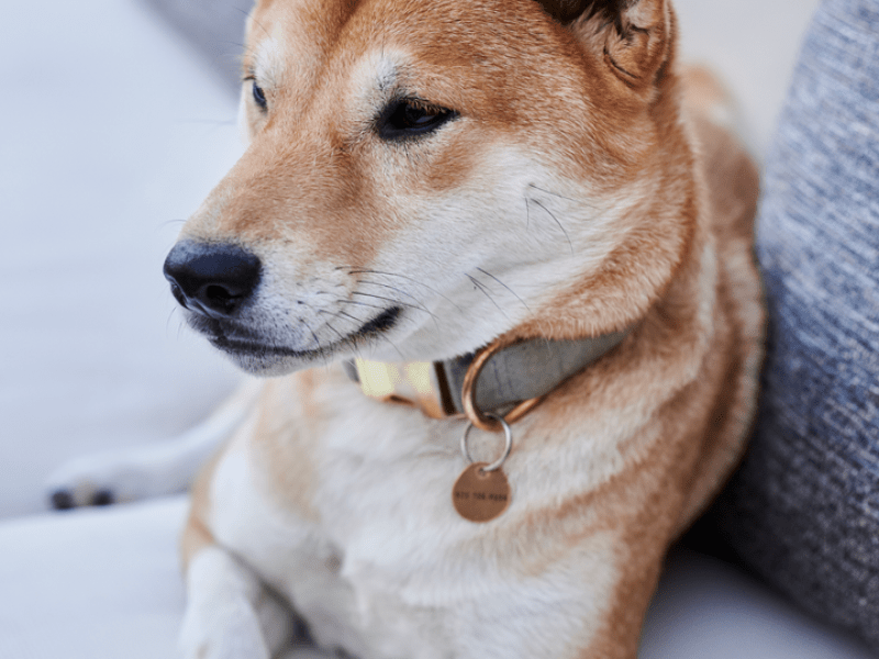 Dog sitting on a couch