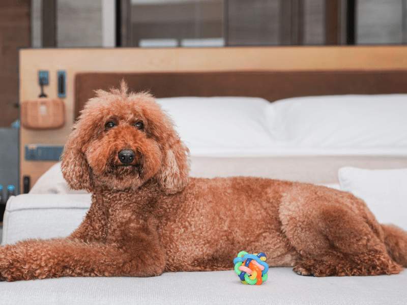 Um cão de pêlo castanho na cama