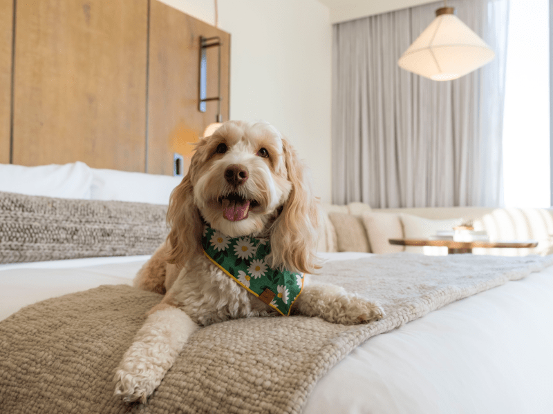 dog on a bed