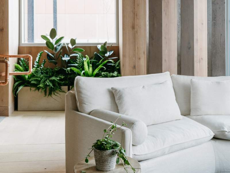 Grey couch with a plant on a side table