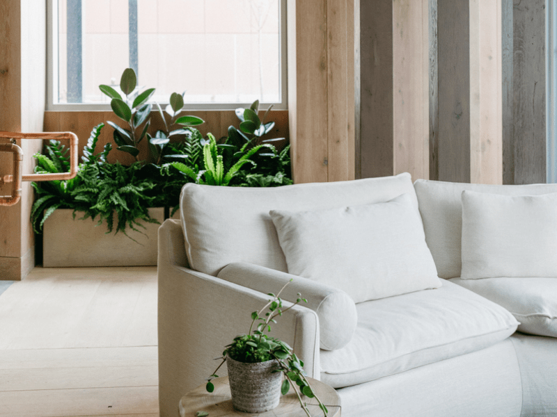 Grey couch with a plant on a side table