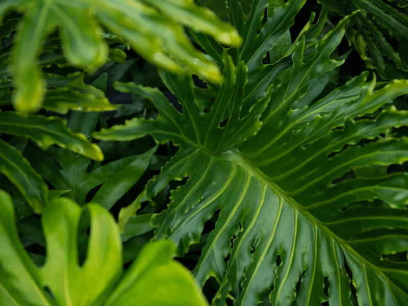 Green leaves