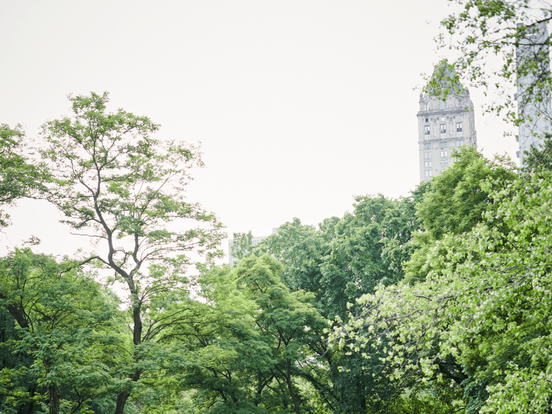 Person jogging in Central Park 