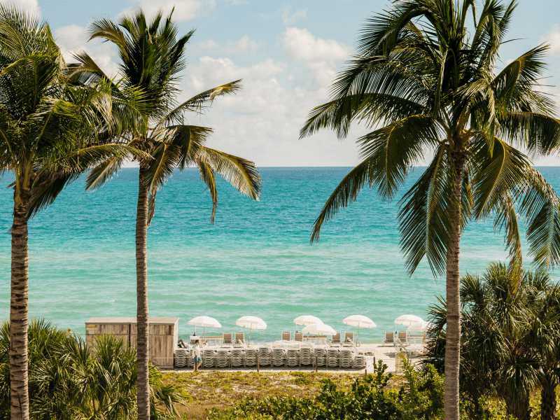 Palm trees blowing in the wind