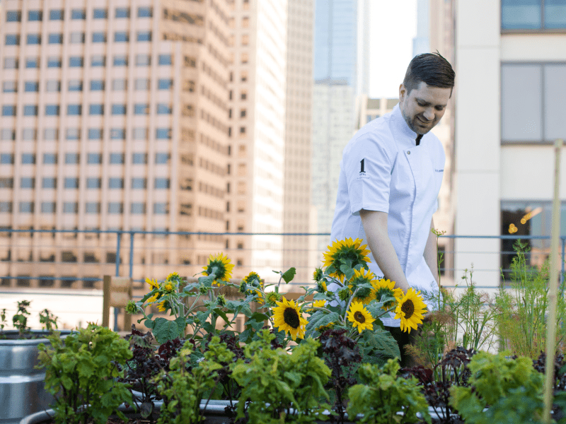 Chef Scott is pictured center, tending to the rooftop sunflowers