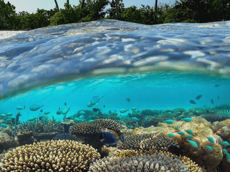 Half underwater shot of a coral reef