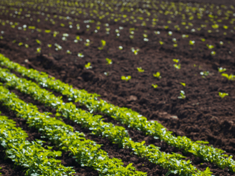 Rows of plants in a field