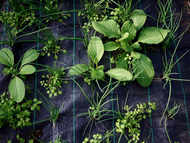 Plantes vertes en croissance